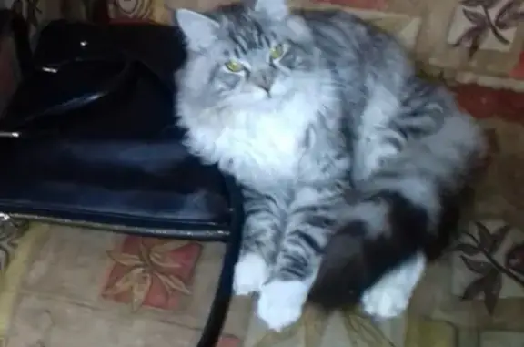 Кошки потеряшки, Шахманово, фото: Потеряшка кот Тишка в д. Шахманово, Рязанская обл. - помогите вернуть домой!