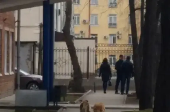 Найдена собака возле ул. Кузбасской, 10 в Кемерово