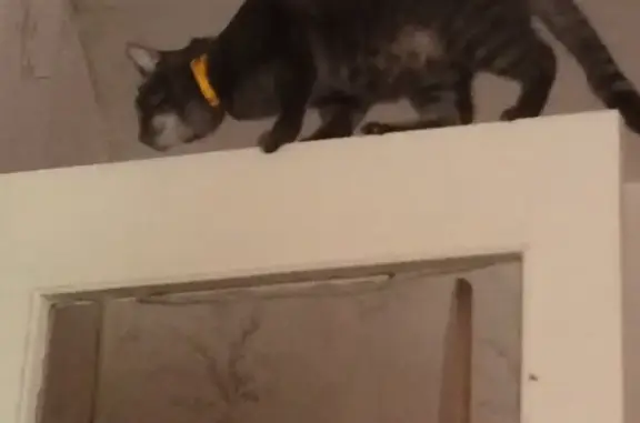 Пропал кот Чапаев на набережной Ла-Рошель в Петрозаводске