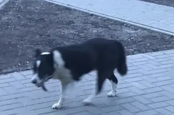 Найдена собака на Первомайской площади, Тамбов