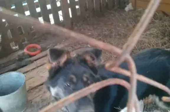 Найдена собака, Киров, фото: Найдена собака в Садаковском, ищем хозяина