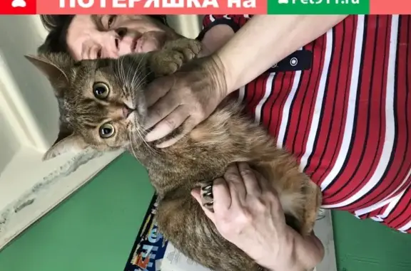Найдена домашняя кошка на пр. Шаумяна, 32