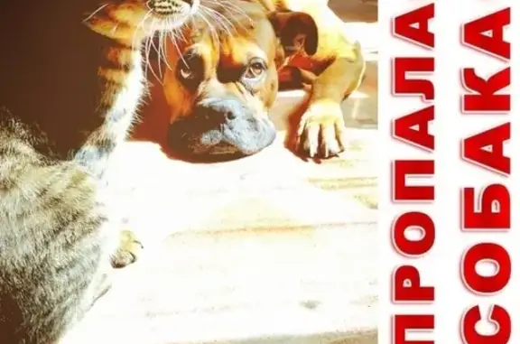 Собаки потеряшки, Батайск, фото: Потеряшка собака Фил, боксер рыжий, г. Батайск ЗЖМ