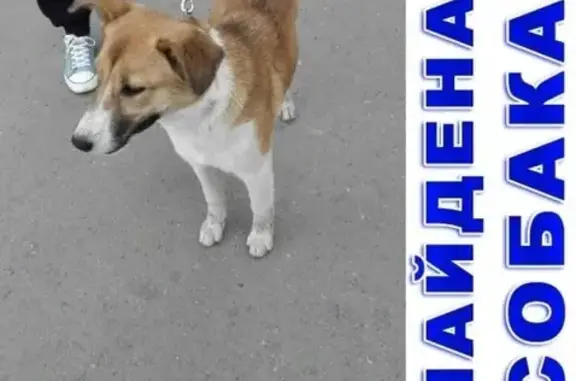 Найдена собака на Бульваре Солнечном, ищем ответственного хозяина!