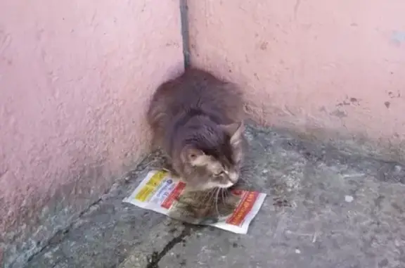 Найдена кошка на Суздальском проспекте (Владимир)