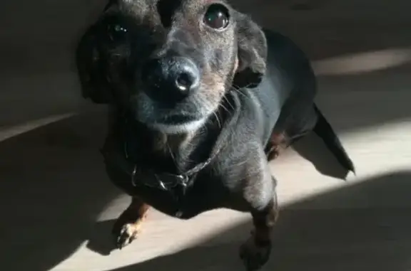 Собаки потеряшки, Липецк, фото: Потеряшка собака у манежа на ул. 50 лет Нлмк, Липецк