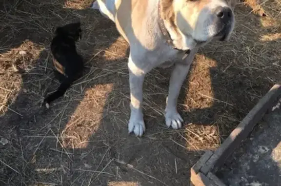 Собаки потеряшки, Липецк, фото: Потеряшка собака в Новолипецке.