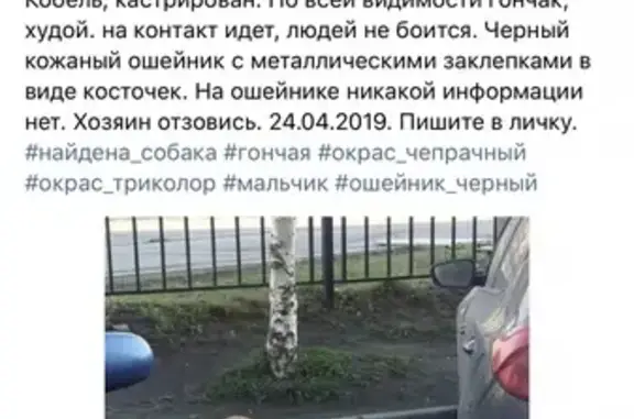 Найдена собака с ошейником в виде косточек на пр. Энергетиков, СПб