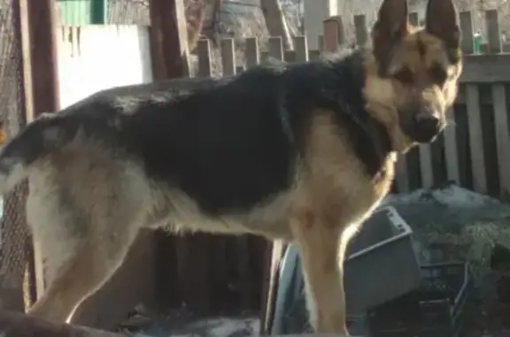 Найдена собака на ул. Красноводская, Новосибирск
