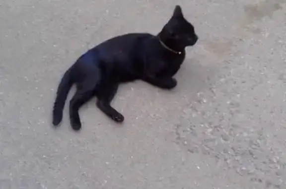 Пропала черная кошка на Лесной улице, Красногорск