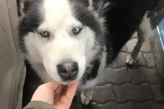 Найдена собака Хаски на трассе возле Петровского, МО