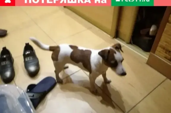 Найдена собака в Братиславском районе