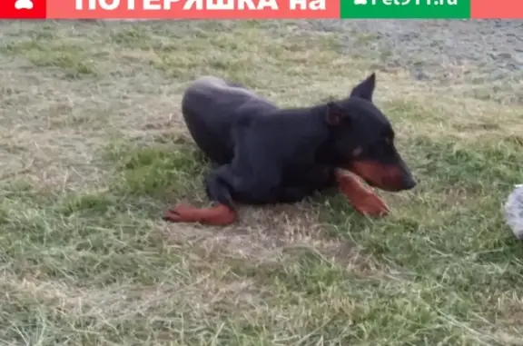 Пропала собака породы Доберман в Пешково, Ростовская область