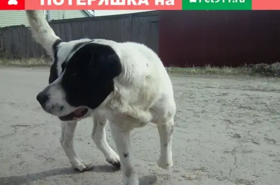 Найдена собака на Левом берегу, ищет хозяина