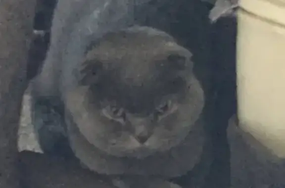Найдена кошка в Нижнем Новгороде, Бурнаковский проезд