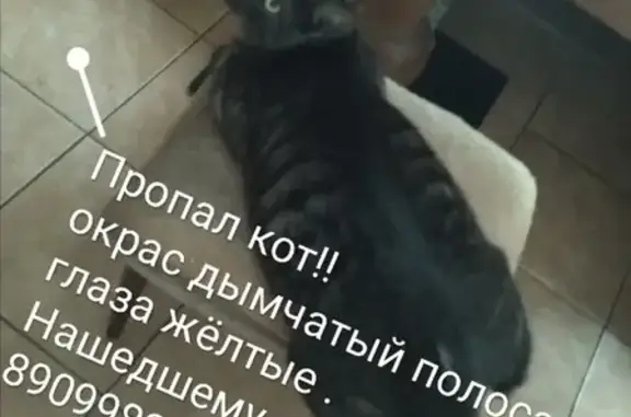 Кошки потеряшки, Москва, фото: Потеряшка кот на ул. Академика Арцимовича, Москва