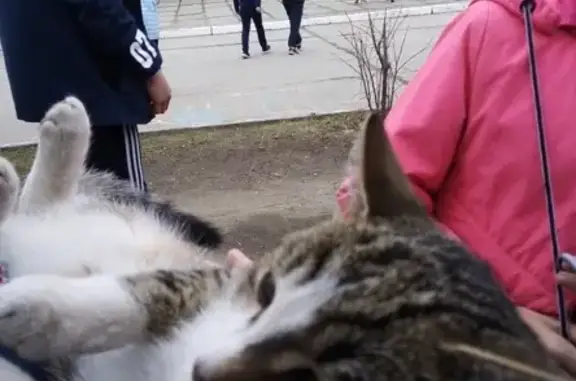 Пропала кошка Киря возле школы 27, Снежинск.