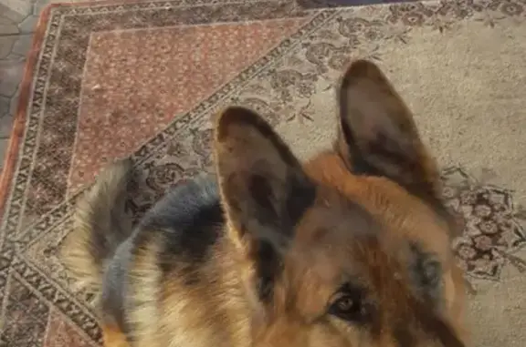Пропала собака в Кургане: Граф, немецкая овчарка, 3 года, окрас чёрный-коричневый, адрес https://vk.com/id360506880.