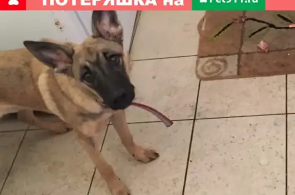 Пропала собака Ники в Мирном, Якутия.