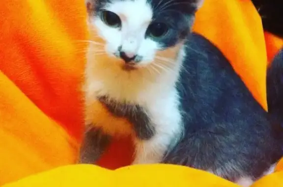 Кошки потеряшки, Киров, фото: Потеряшка кошка Мурка на ул. Кольцова