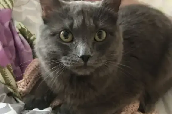 Найден серый кот в г. Екатеринбурге, ищем хозяев