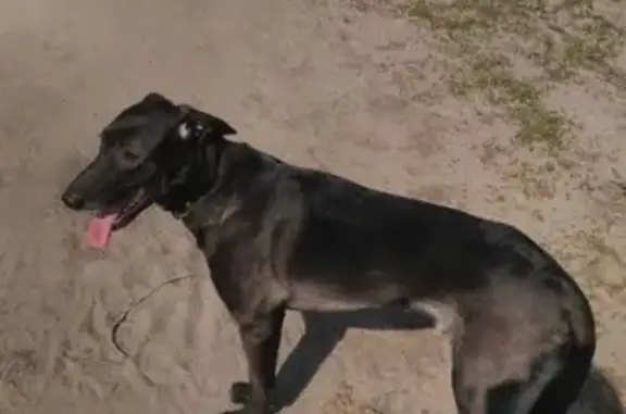 Найдена собака в Машмете