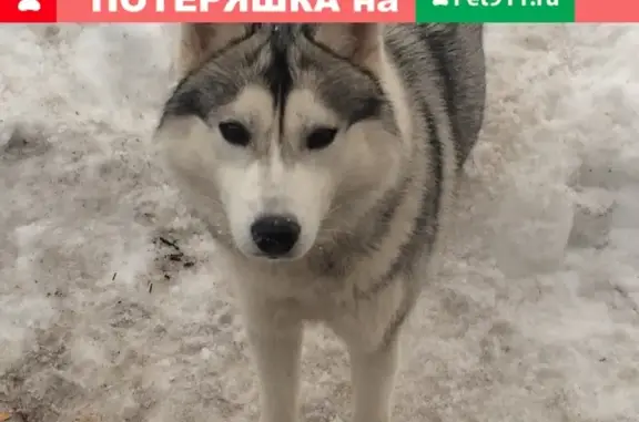 Пропала собака в Гаврилов-Ям, серая хаски с карими глазами