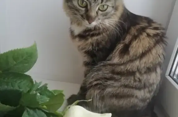 Потерянные животные Ярославль, фото: Пропала кошка в районе улиц Гагарина, Зелинского, Павлова (тел. в тексте)