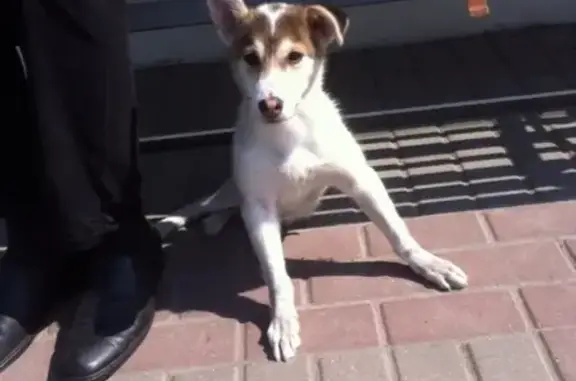 Найден щенок на литии в Брянске, SOS!