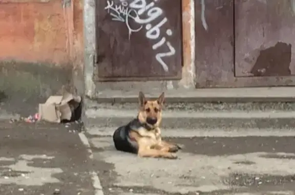 Найдена собака в Нижнем Тагиле: ищем хозяев