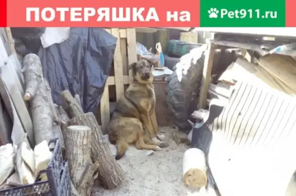 Найдена собака в Ржевке, нужна помощь!