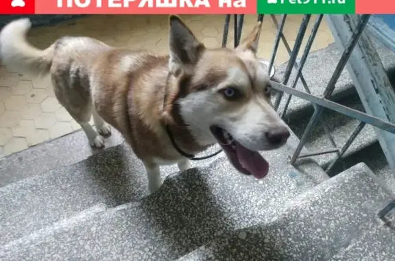 Найдена собака, Тырныауз, фото: Найден Хаски в Тырныаузе с следом от ошейника