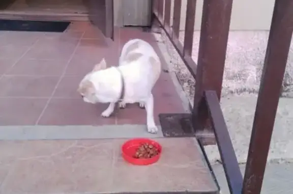 Найдена мелкая собака в Дмитрове, ищем хозяев