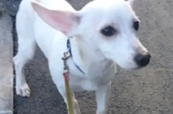 Найдена собака в Вишневой горке, Челябинск