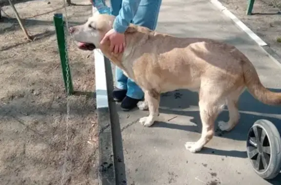 Найдена потерявшаяся собака у Советской 13А в Балашихе