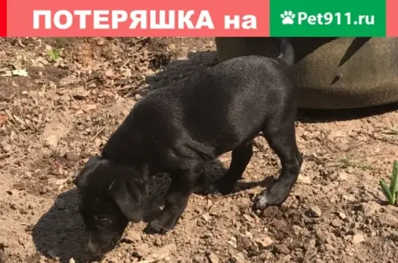 Пропала собака в Рузе, Московская область
