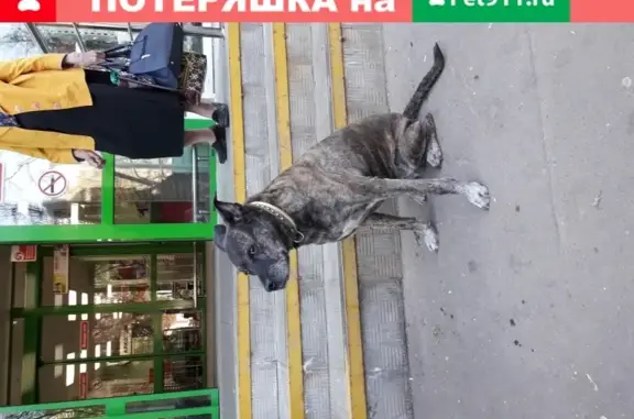 Найдена собака на улице Куусинена, Москва.