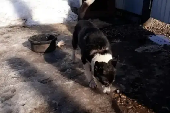 Пропала собака Мухтар в Барде, Пермский край