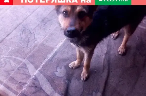 Найдена собака с окрасом овчарки в Чите