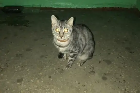 Найдена кошка в Мурманске, пер. Якорный 16.