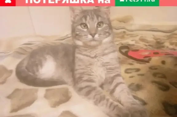 Пропала кошка в районе Дубрава-1,13, помогите найти!