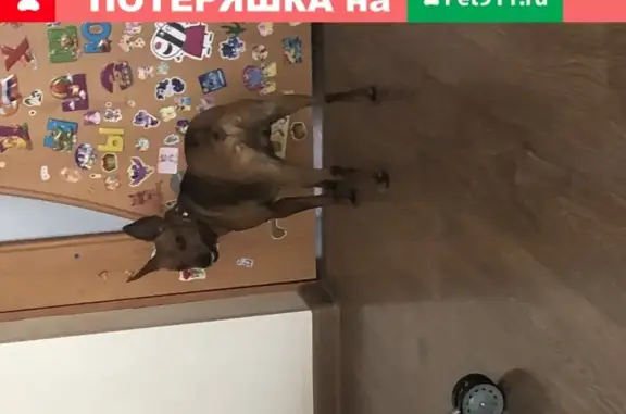 Найдена собака, Калининград, фото: Найдена собака на улице Ломоносова