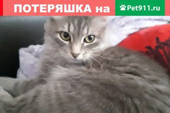 Пропала кошка на Проспекте Победы 3а!