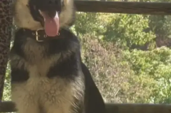 Собака Пикинес найдена в Кабардинке.