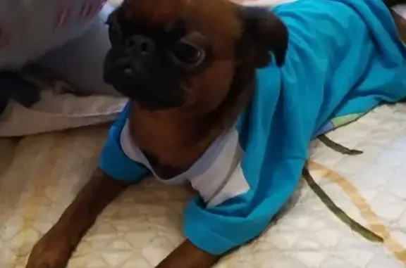 Собаки потеряшки, Москва, фото: Потеряшка собака в Нагатинском Затоне, откликается на Гранд