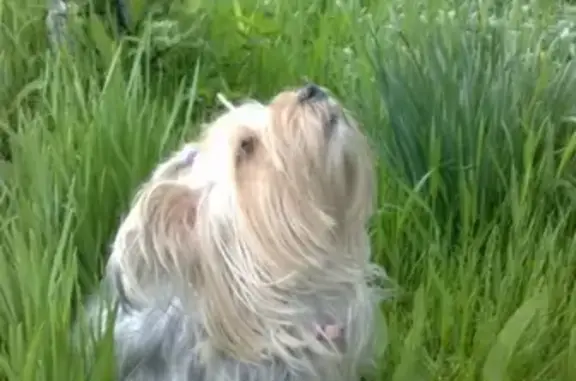 Собаки потеряшки, Новокузнецк, фото: Потеряшка собака в районе Вокзала, зовут Ева, помогите найти!