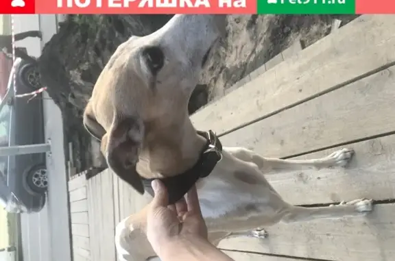 Собака Мальчик ищет хозяина на ул. Латышских Стрелков, 25.