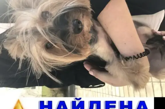 Найдена собака у школы на ул. Соколово-мещерской, Химки