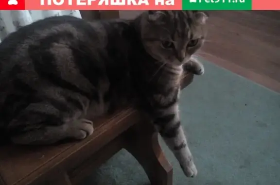 Пропал кот на ул. Пушкина, 62 в Стерлитамаке