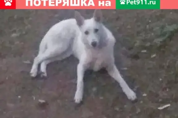 Найдена белая собака возле Домбровского 9 в Гродно